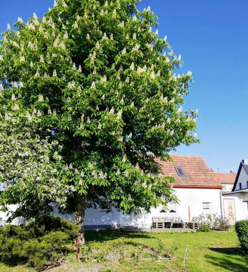 Ferienwohnung Lodig Gross Sarchen Экстерьер фото